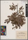 Foto von Salix aurita L.